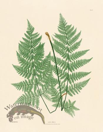 Bradbury Fern 10